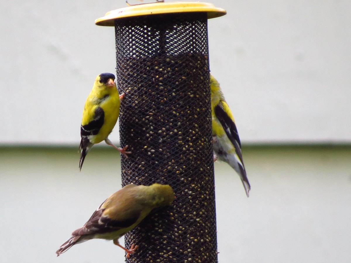 American Goldfinch - ML257258701