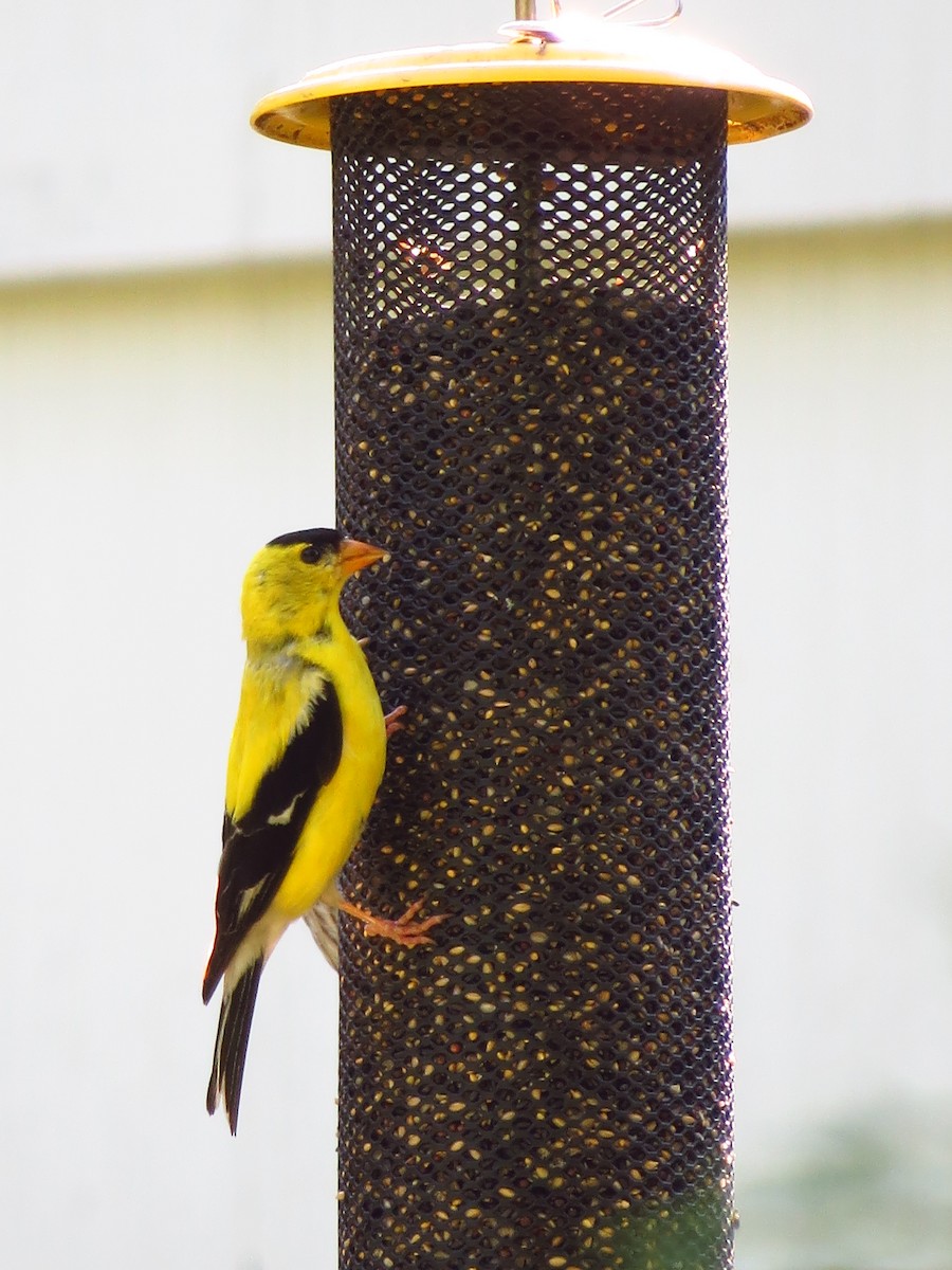 American Goldfinch - ML257258731