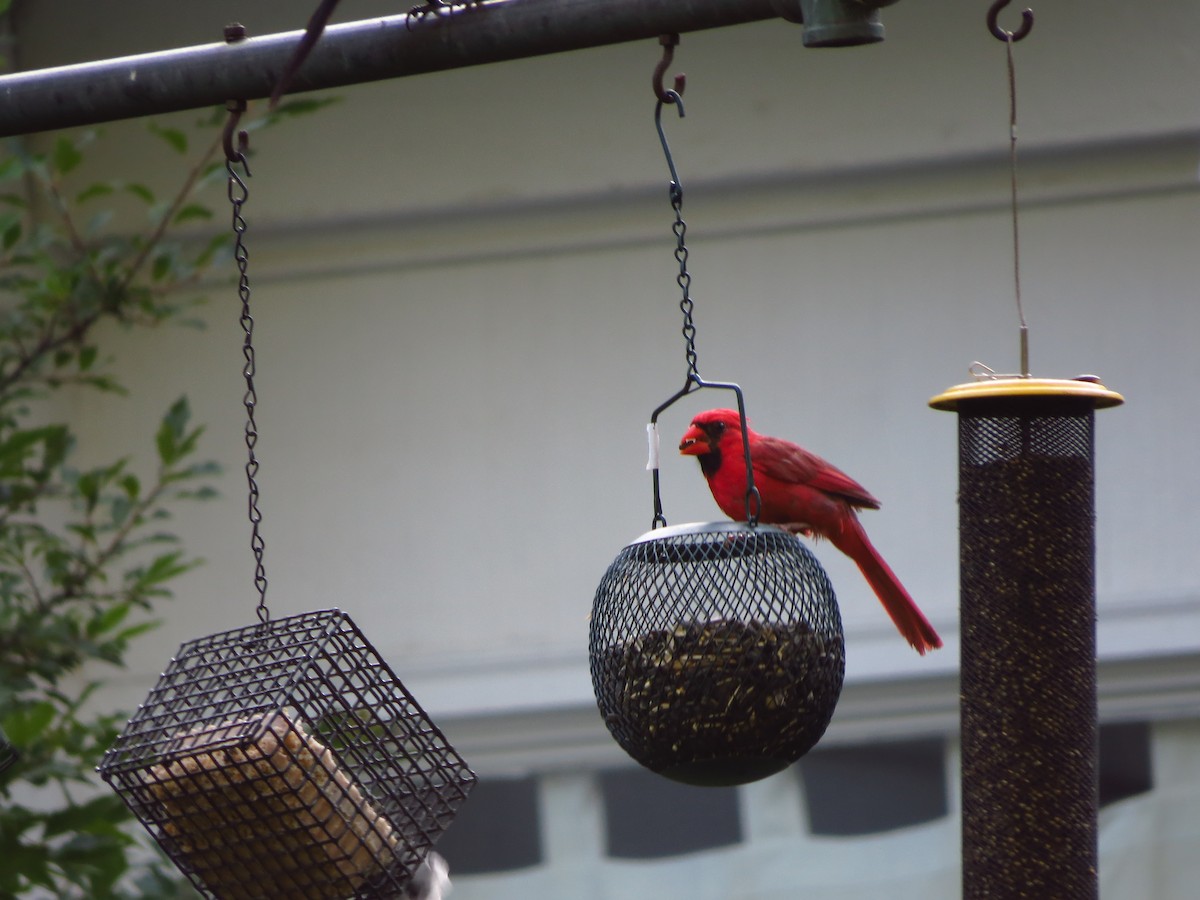 Northern Cardinal - ML257258791