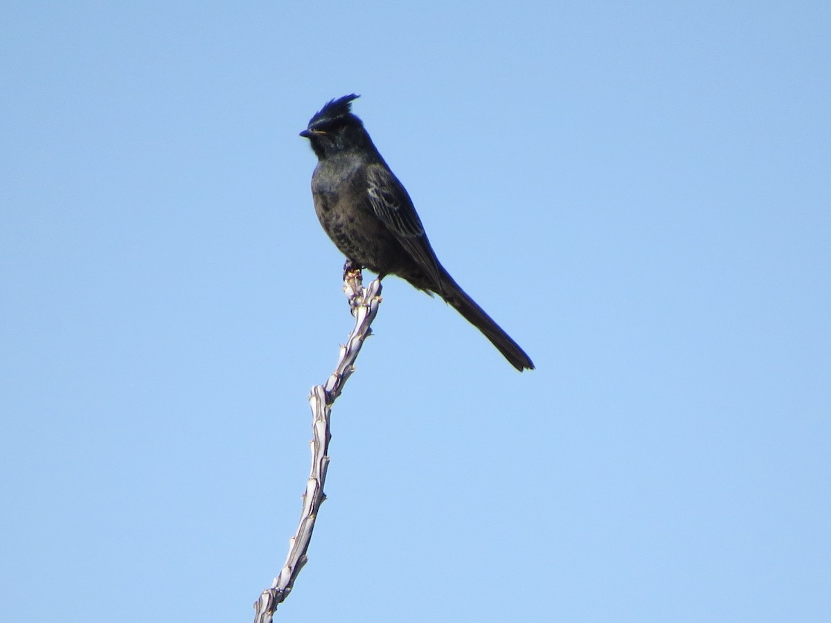 Capulinero Negro - ML257258921