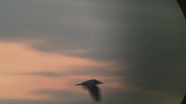 Black-crowned Night Heron - ML257259531