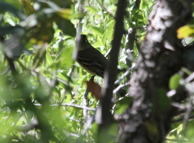 Western Flycatcher (Pacific-slope) - ML257260451