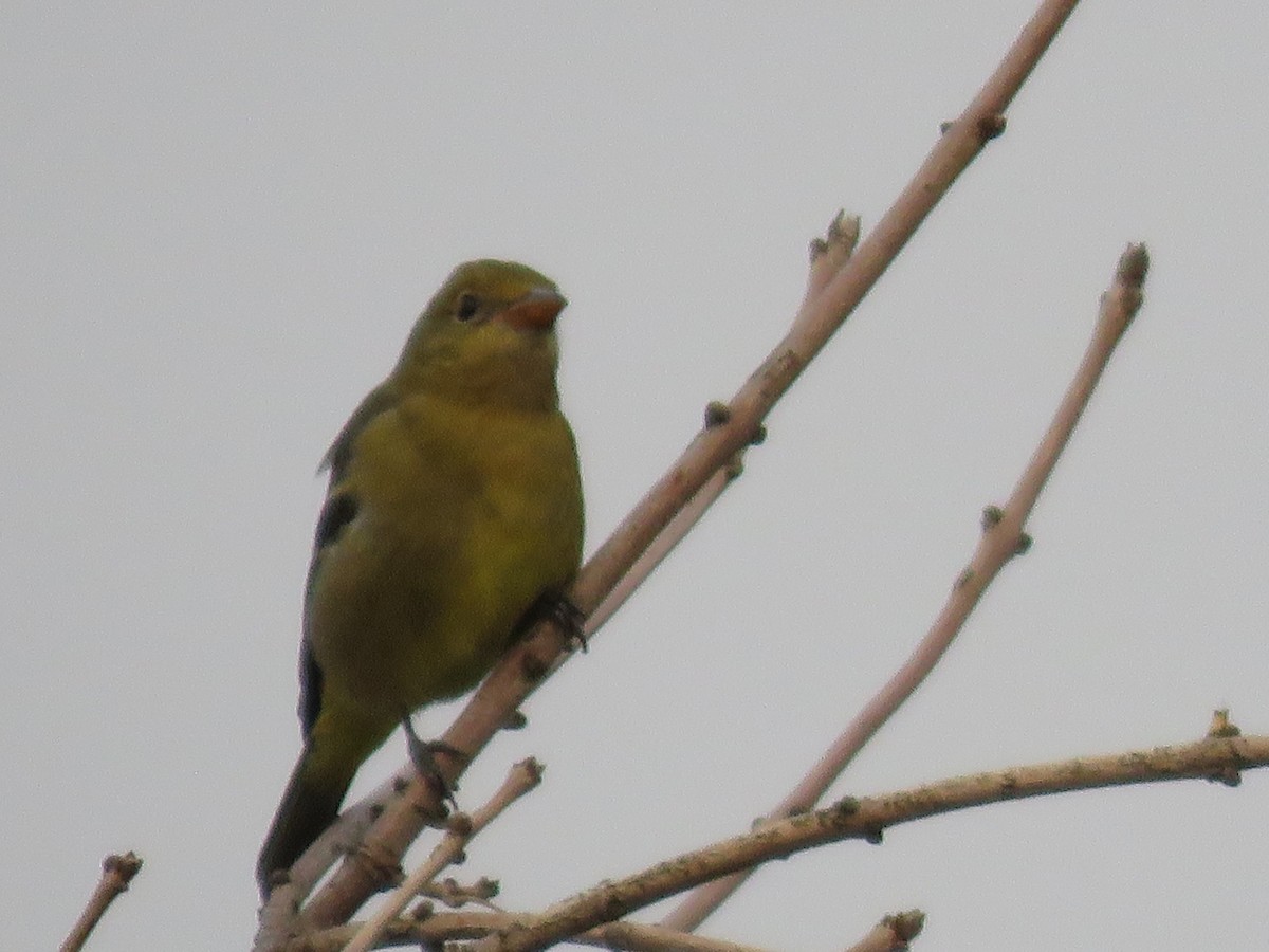 Western Tanager - ML257261681
