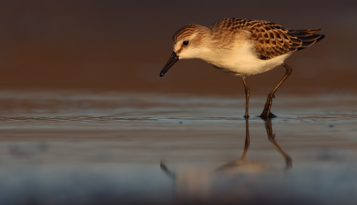 Semipalmated Sandpiper - Luke Seitz