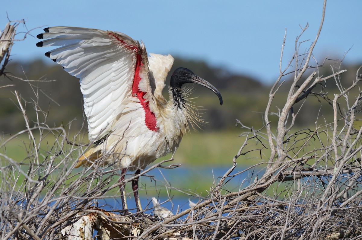 Ibis à cou noir - ML257263901