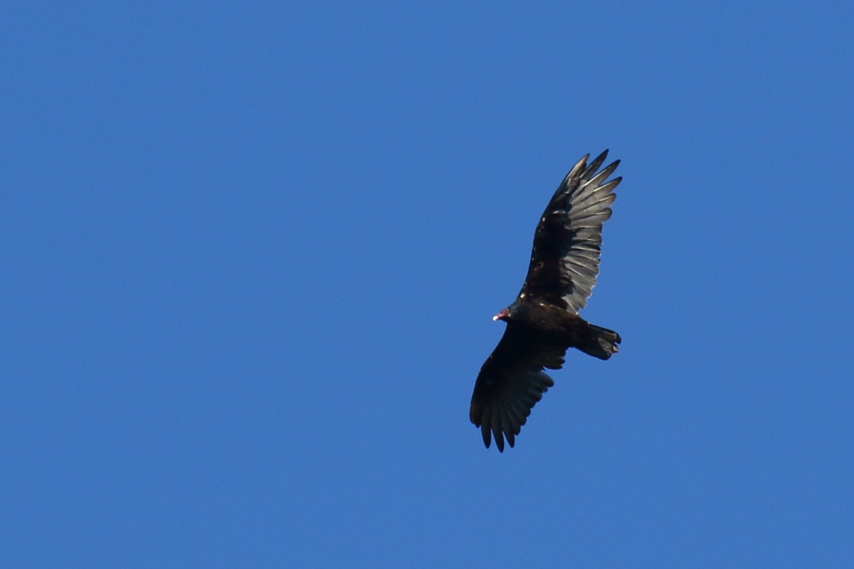 Turkey Vulture - ML257264071