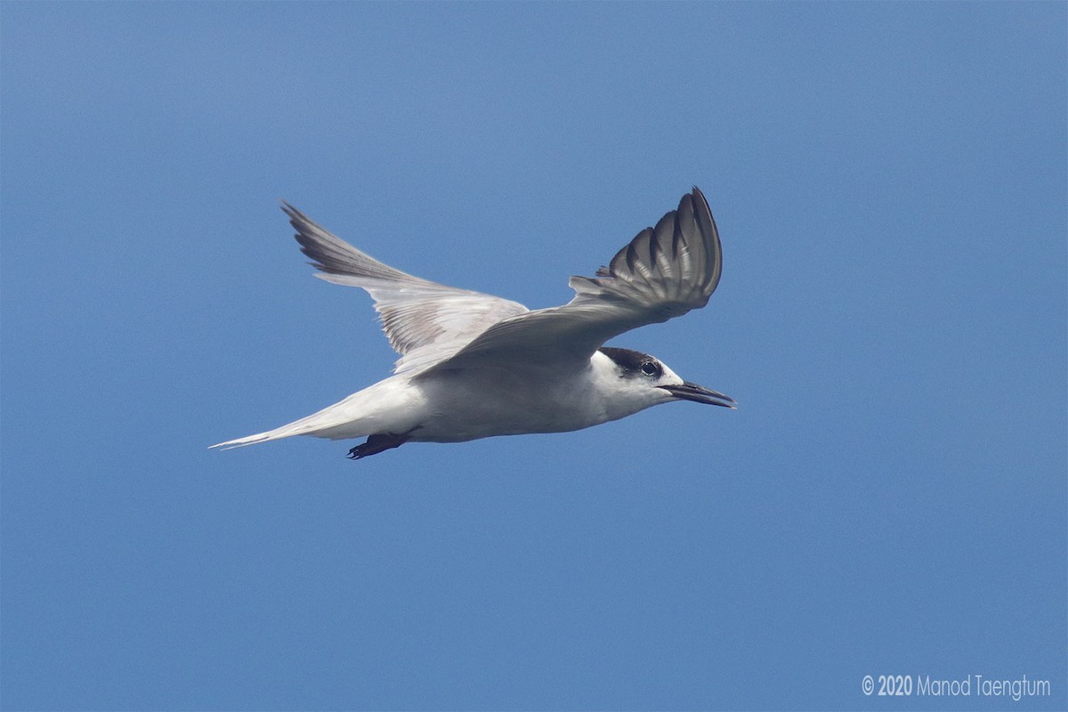 Common Tern - ML257268281