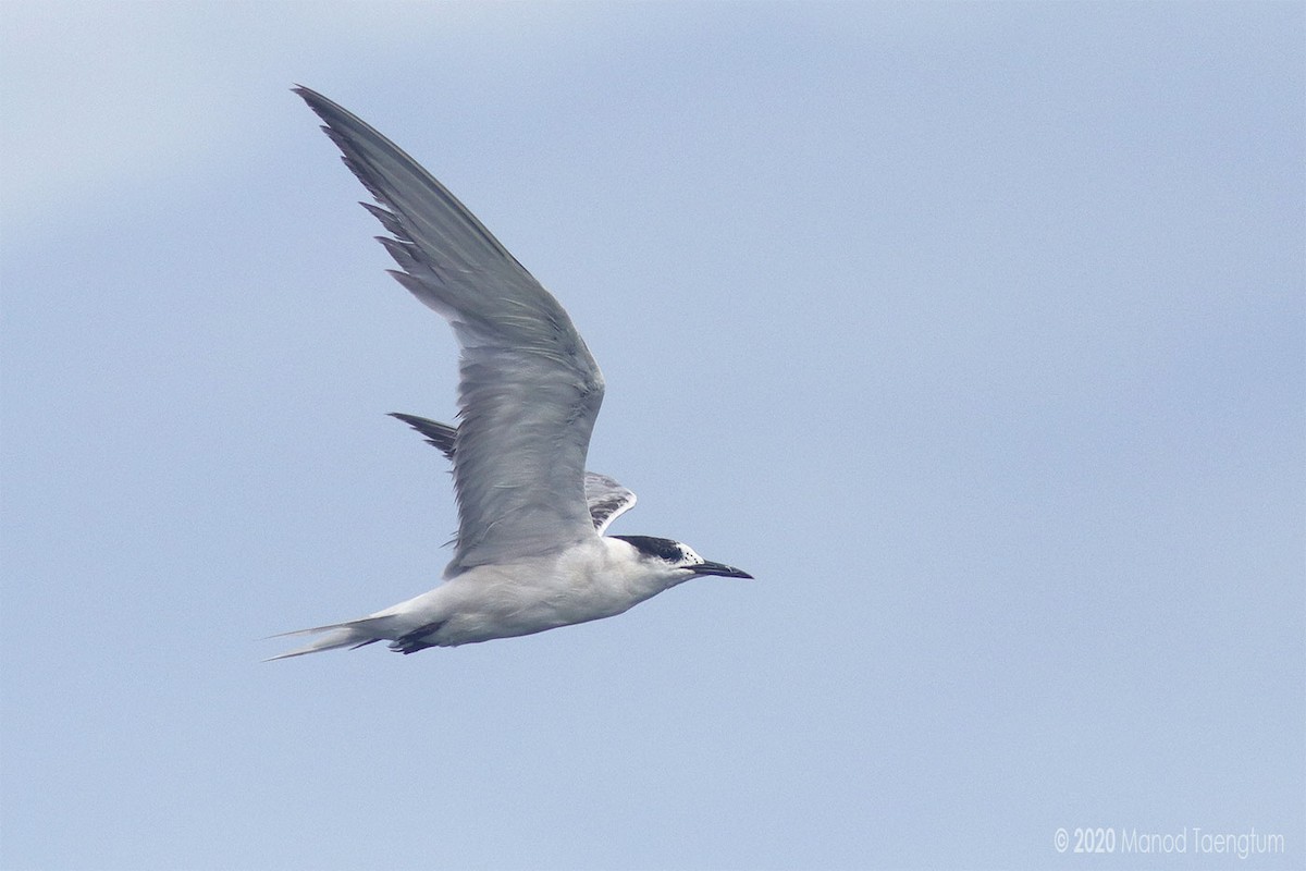 Common Tern - ML257268311