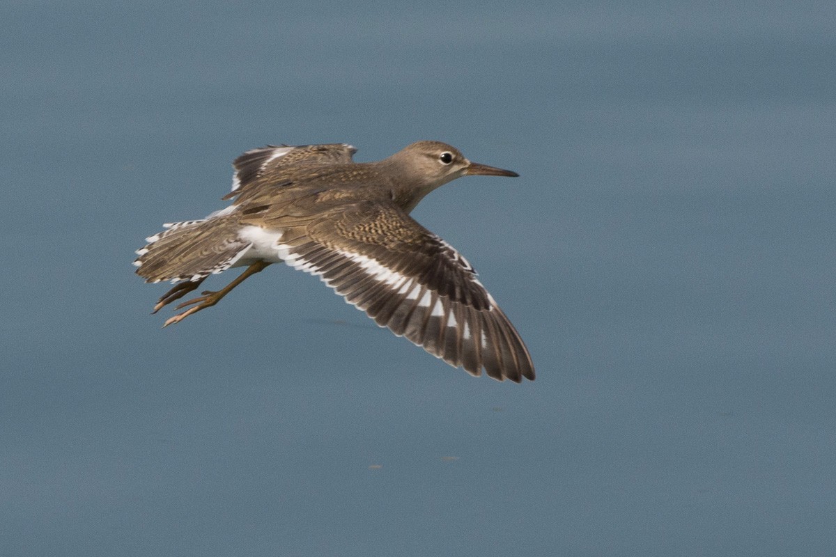 Spotted Sandpiper - Juan Miguel Artigas Azas