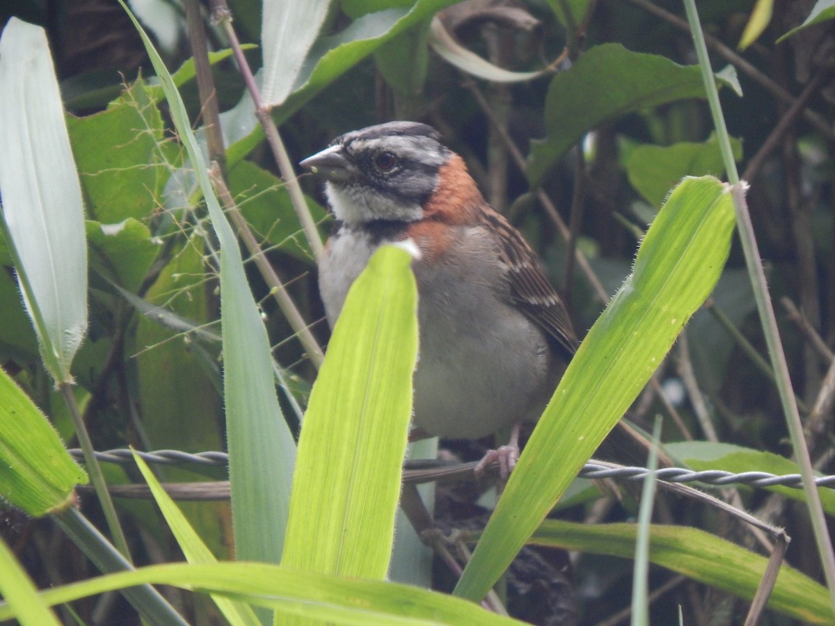 Rufous-collared Sparrow - David López Giraldo