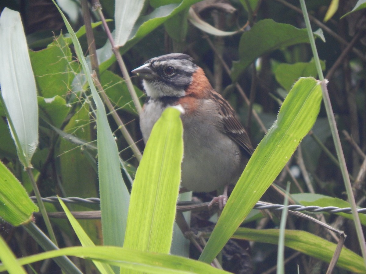 Chingolo Común - ML257271601