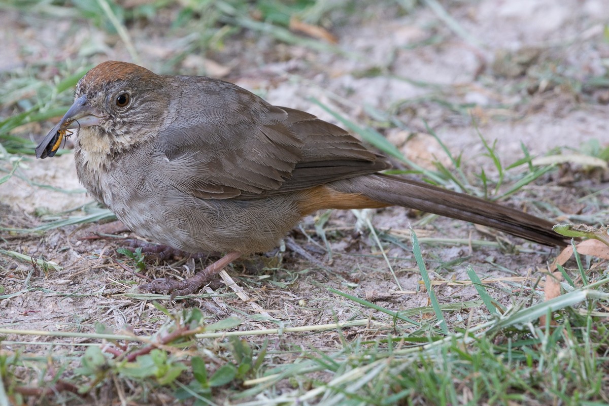 Canyon Towhee - Juan Miguel Artigas Azas