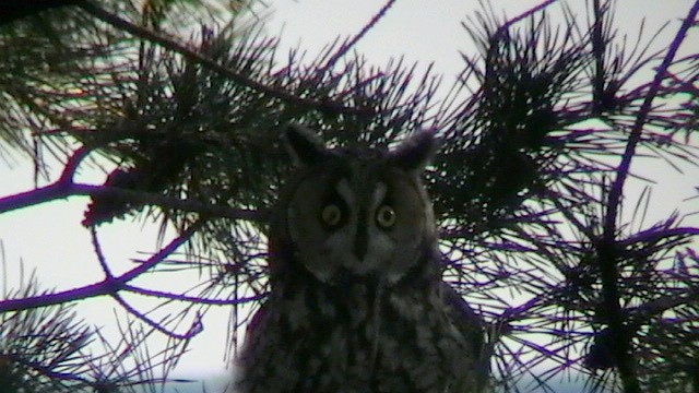 Long-eared Owl - ML257276111