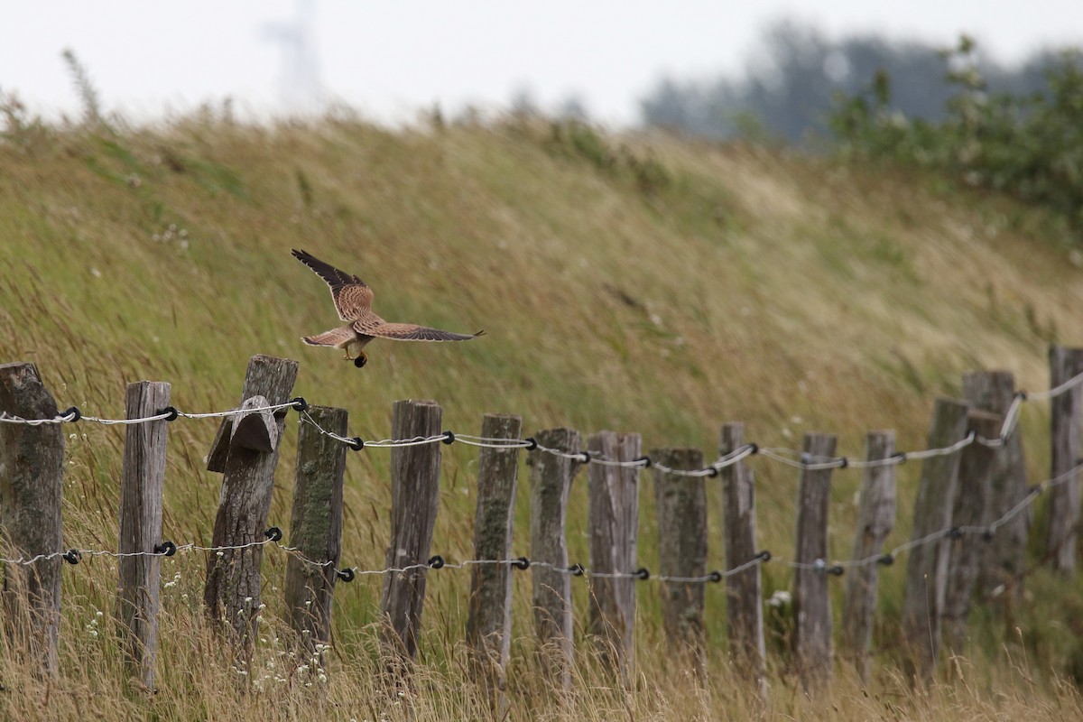 Eurasian Kestrel - ML257276431