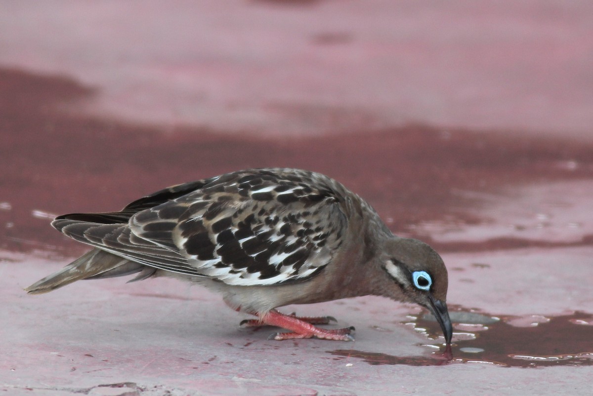 Galapagos Dove - ML25727891