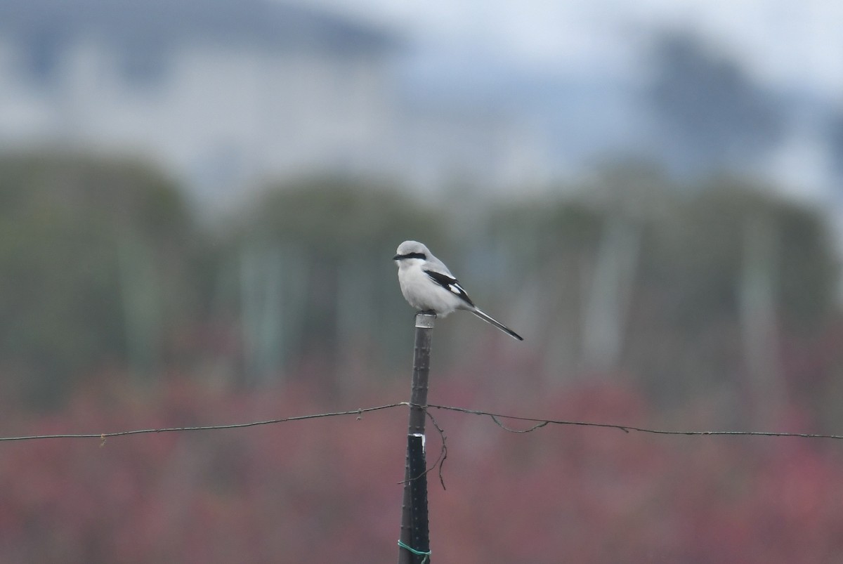 Chinese Gray Shrike - ML257279271