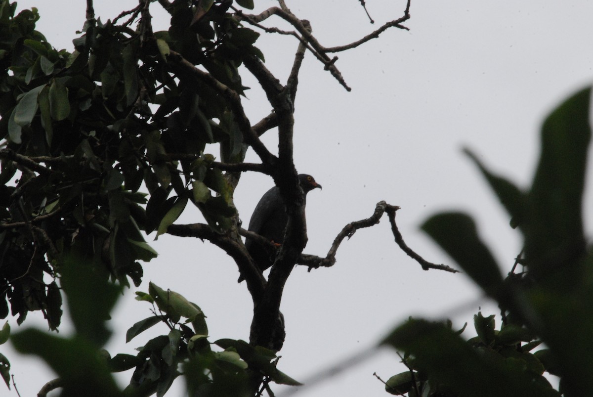 Slender-billed Kite - ML257279701