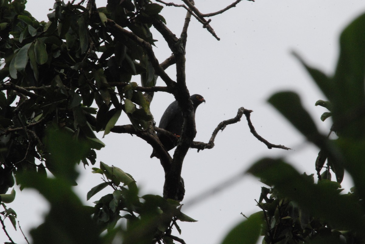 Slender-billed Kite - ML257279711