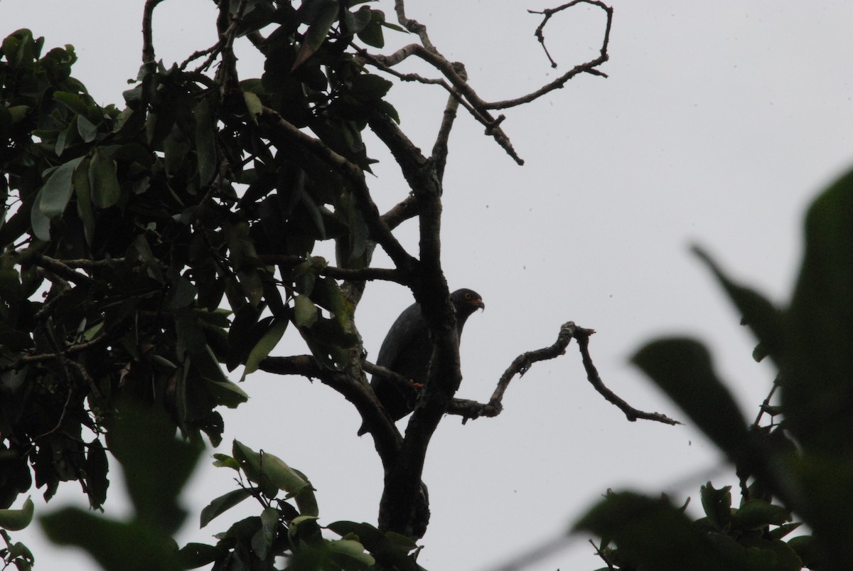 Slender-billed Kite - ML257279721