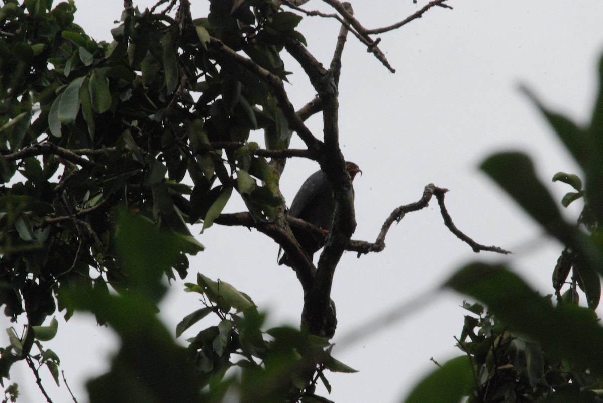 Slender-billed Kite - ML257279731