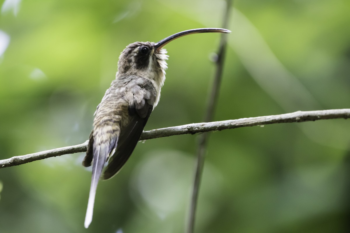 Long-billed Hermit - ML257280391