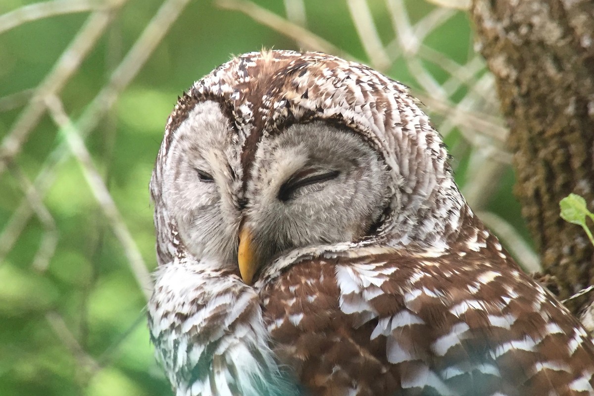 Barred Owl - Cory Gregory