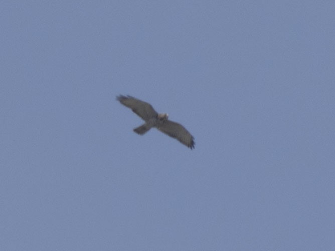 Broad-winged Hawk - ML257282801
