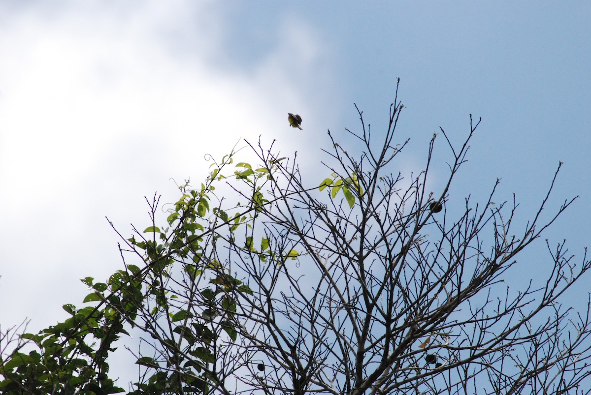 Dusky-chested Flycatcher - ML257284781