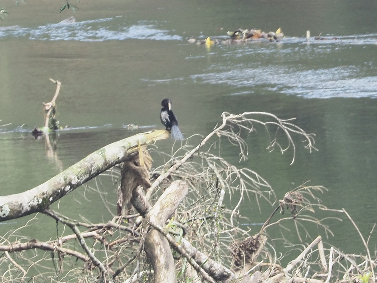 anhinga americká - ML257288581