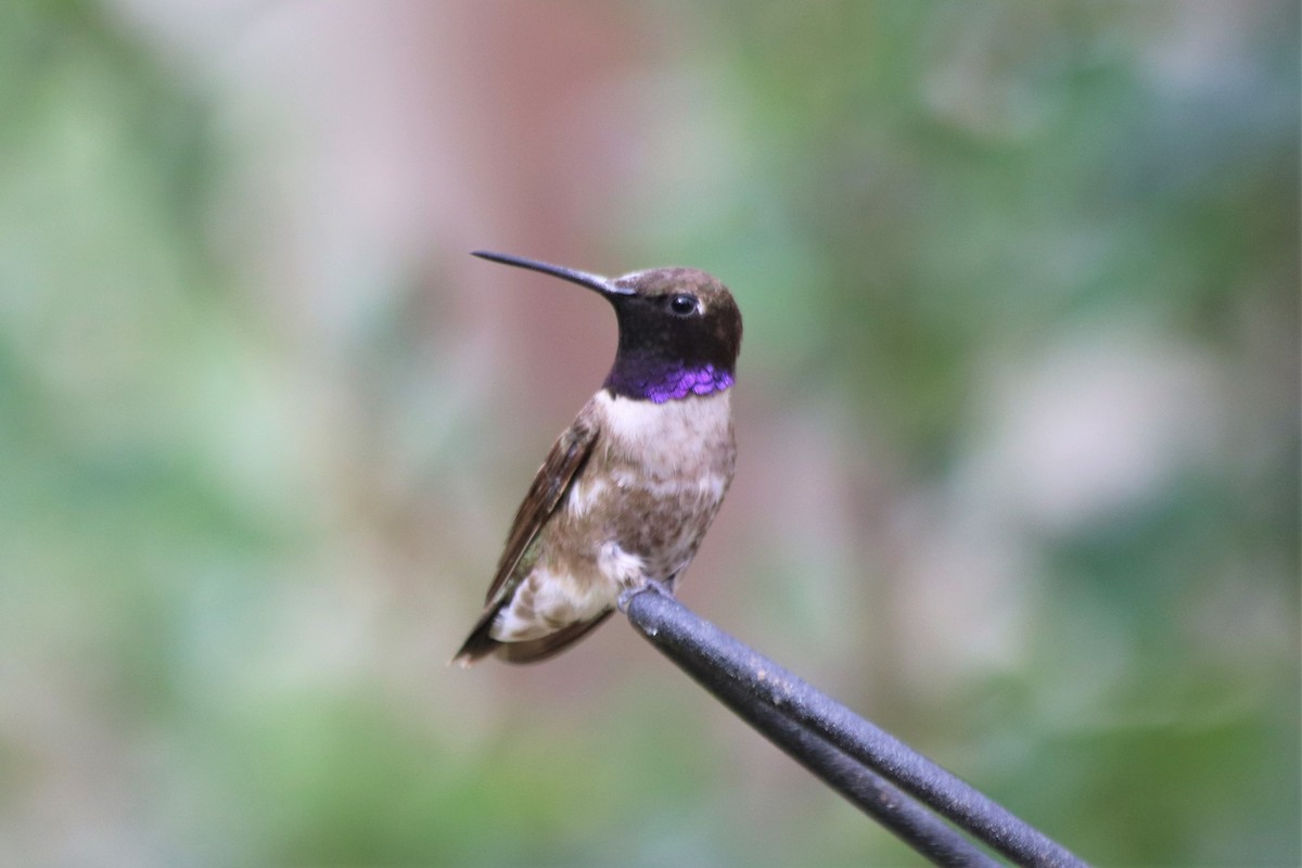 Black-chinned Hummingbird - Angel Zakharia