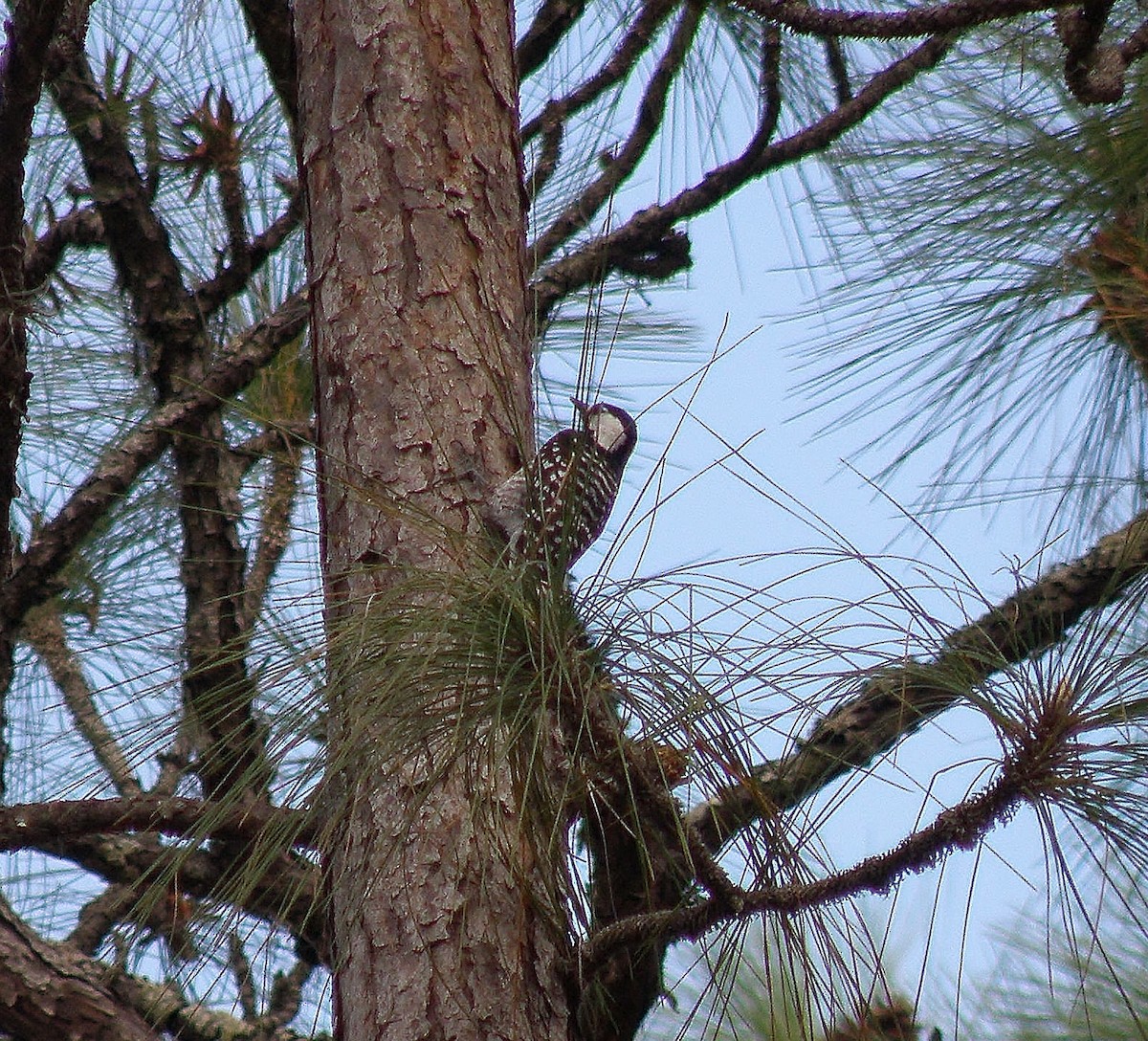 Red-cockaded Woodpecker - ML25729221