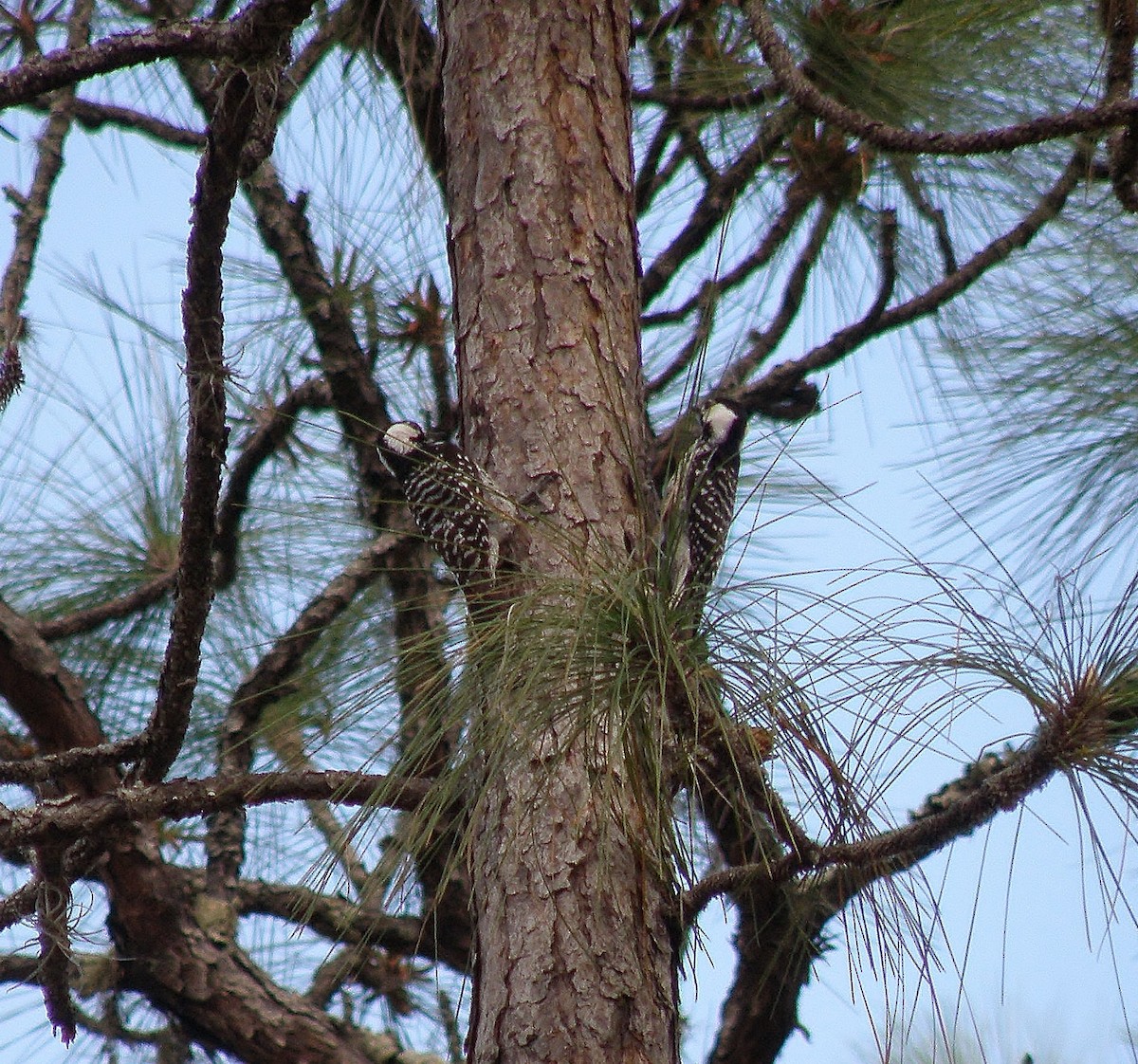 Red-cockaded Woodpecker - ML25729251