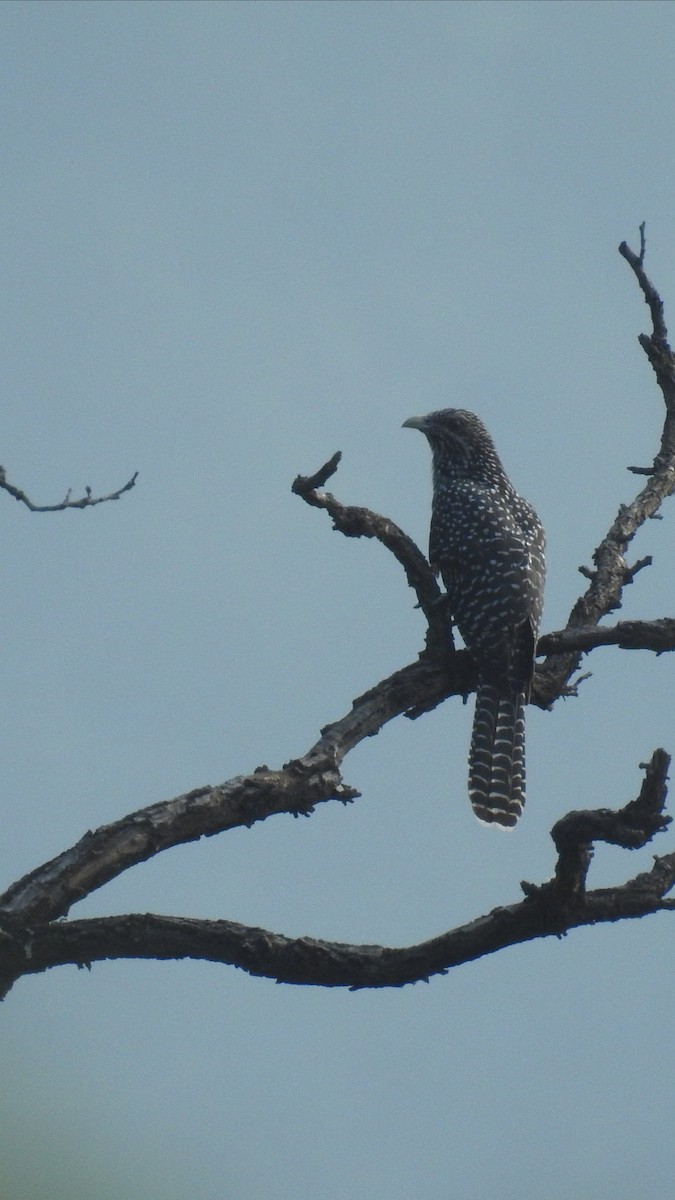 Asian Koel - ML257292821