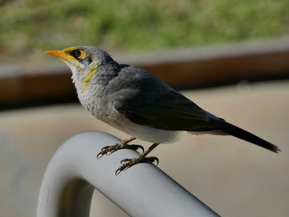 Yellow-throated Miner - ML257292871