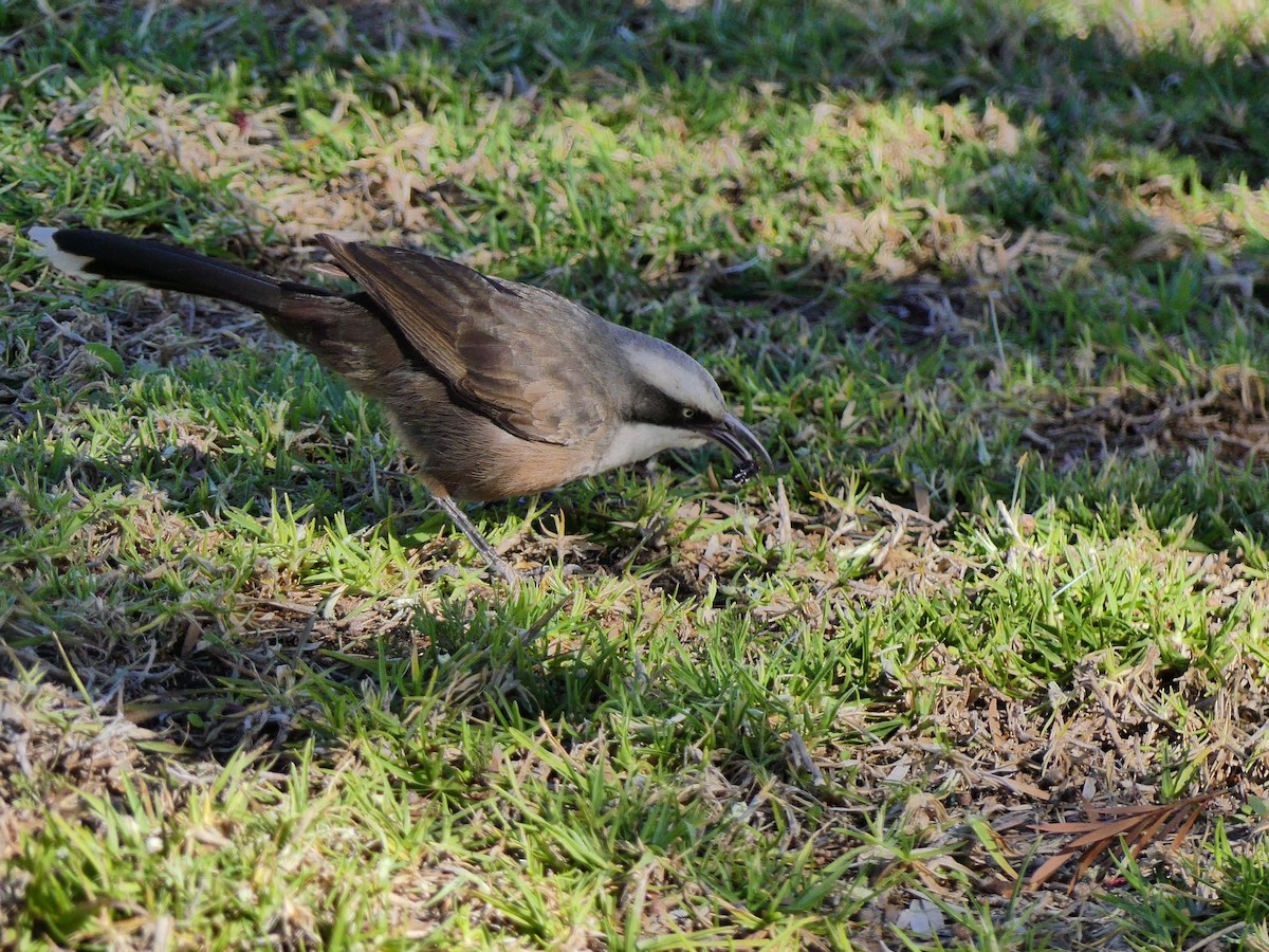 Gray-crowned Babbler - ML257292901