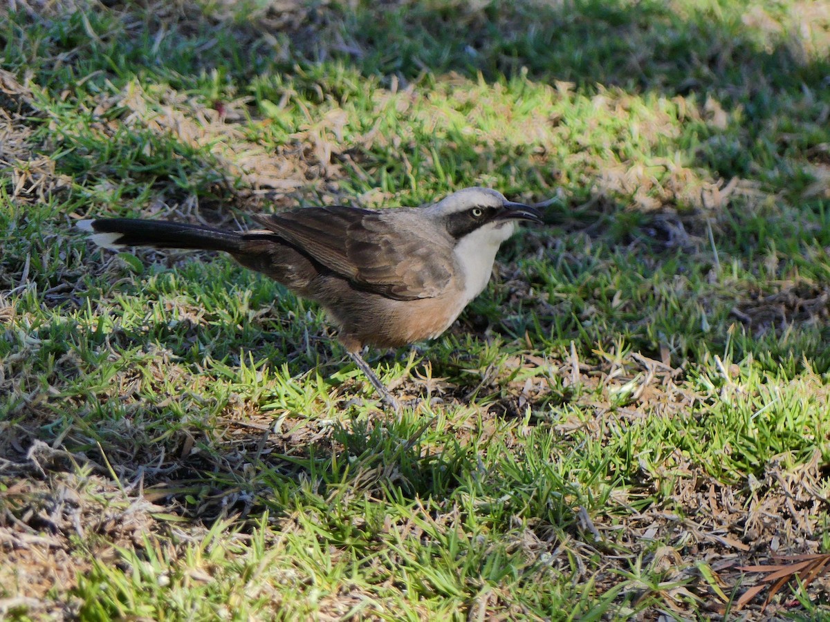 Gray-crowned Babbler - ML257292911