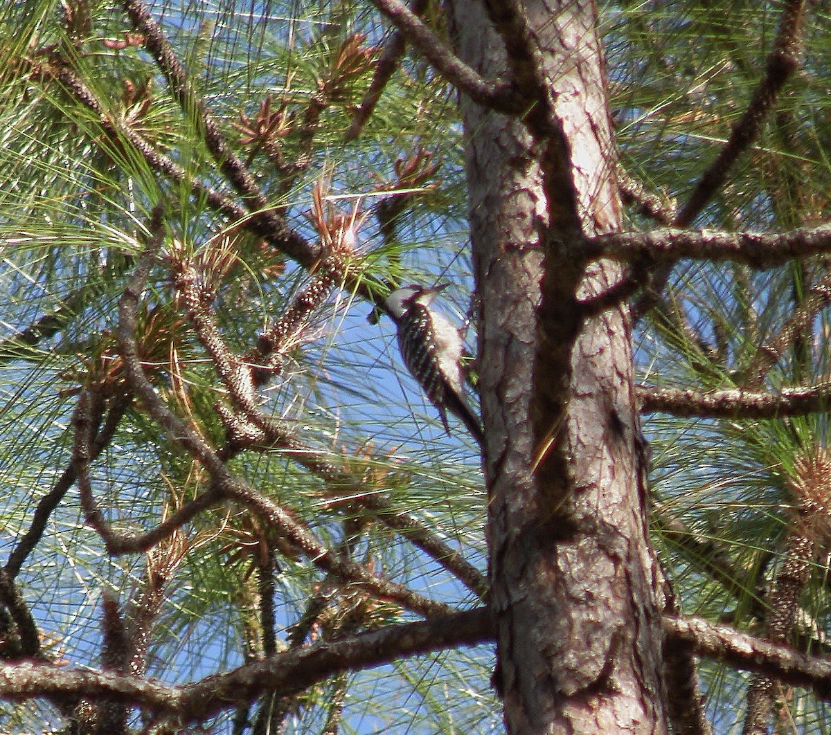 Red-cockaded Woodpecker - ML25729301