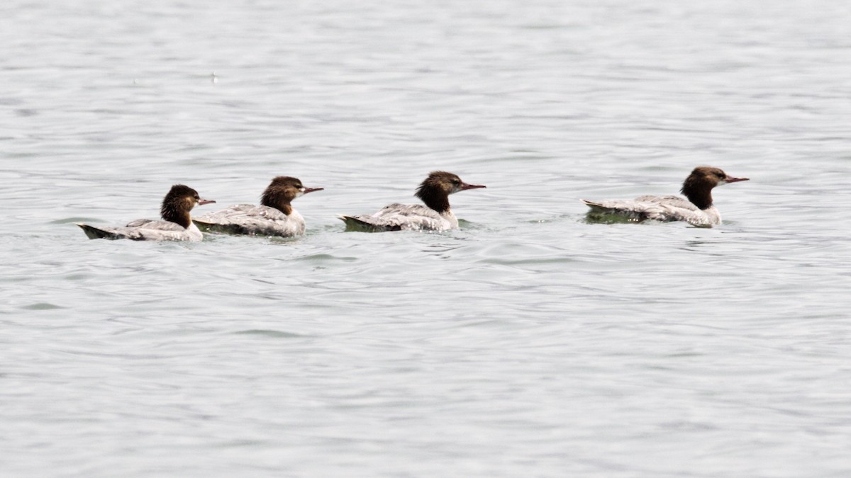 Common Merganser - Dave Bengston