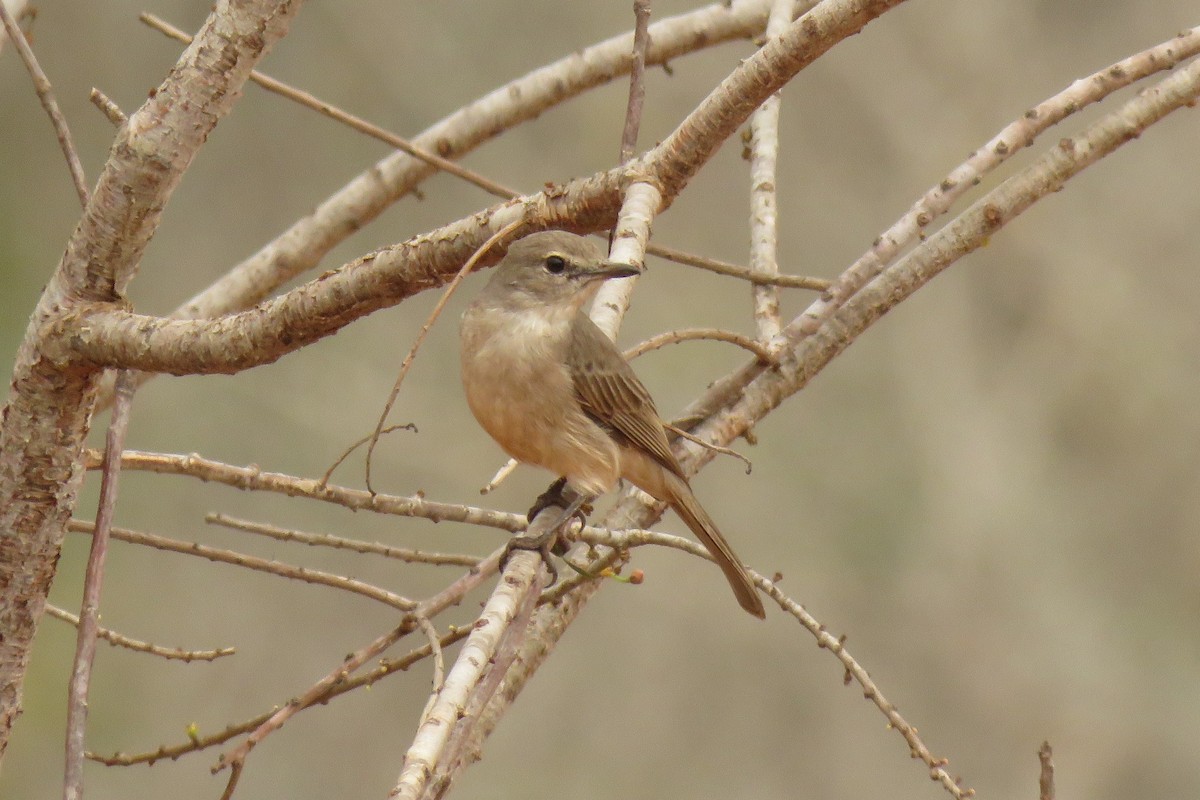 Pale Flycatcher - ML257295261