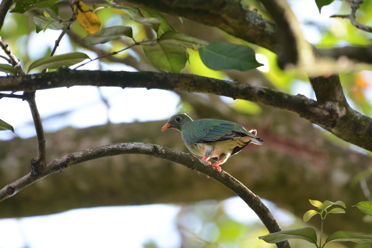 Jambu Fruit-Dove - Ari Noviyono