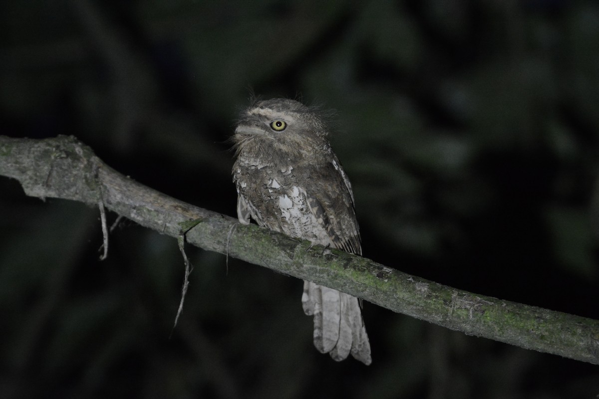 Javan Frogmouth - Ari Noviyono
