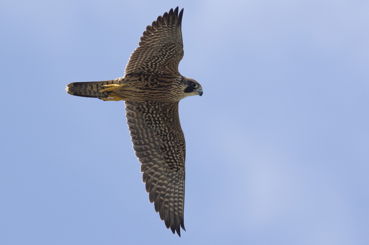 Peregrine Falcon - ML257296801