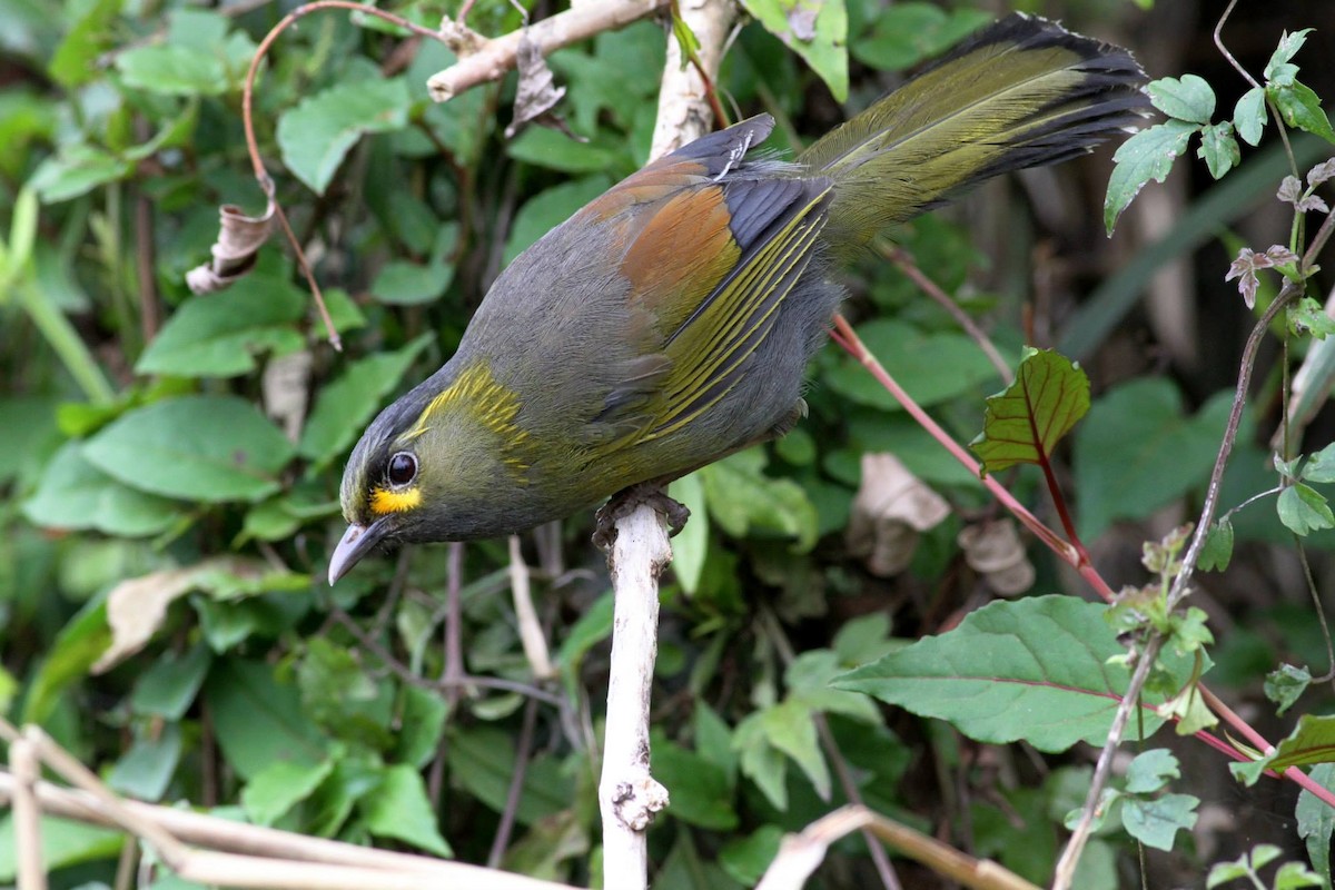 Steere's Liocichla - ML257298691