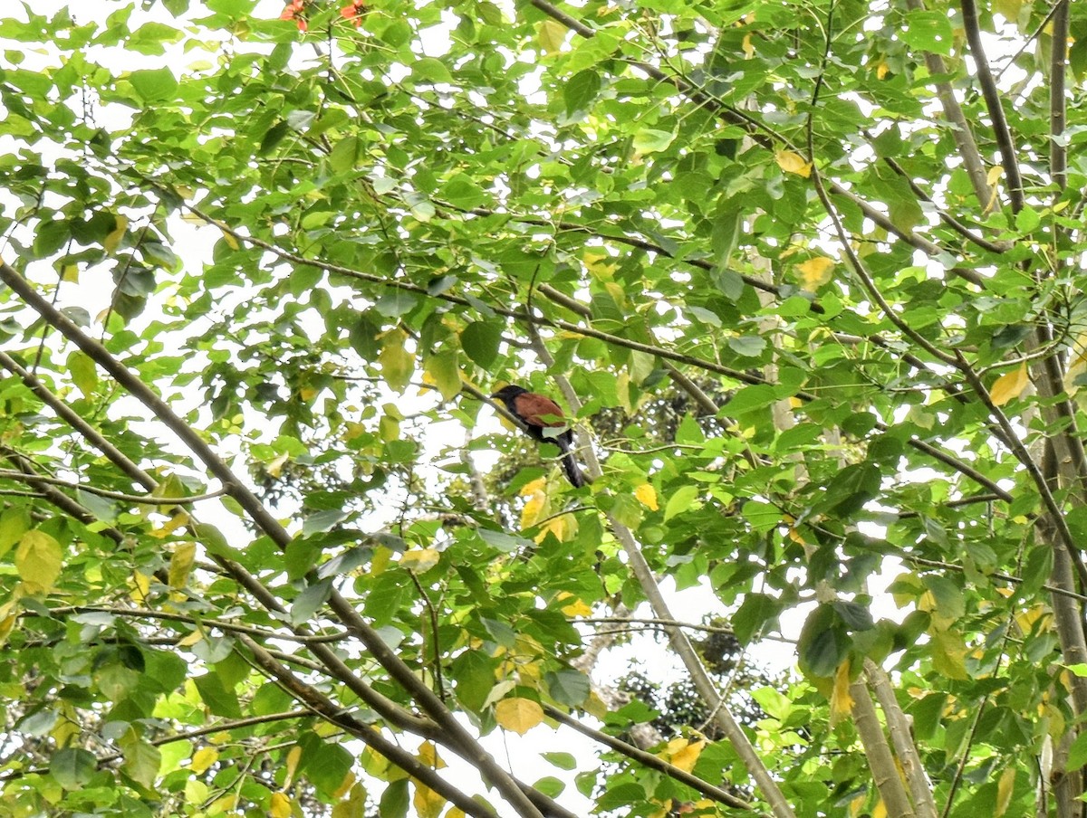 Greater Coucal - ML257299061