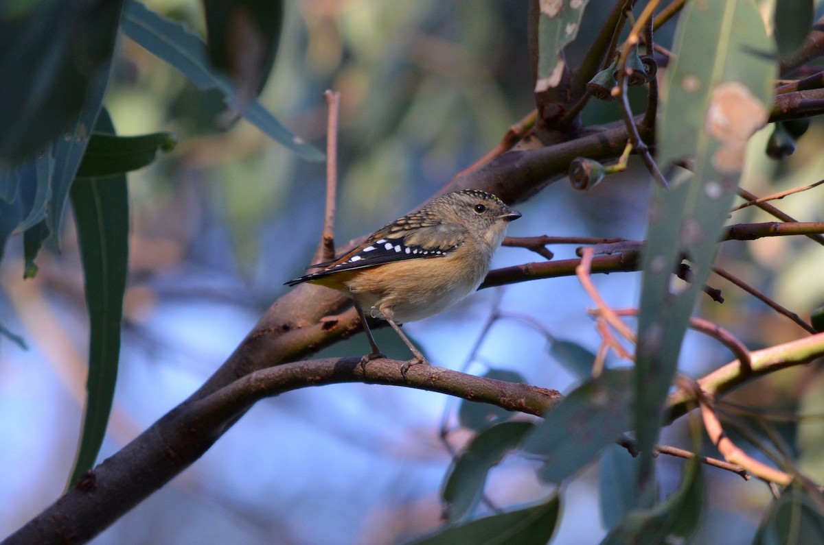 Pardalote pointillé - ML257299091