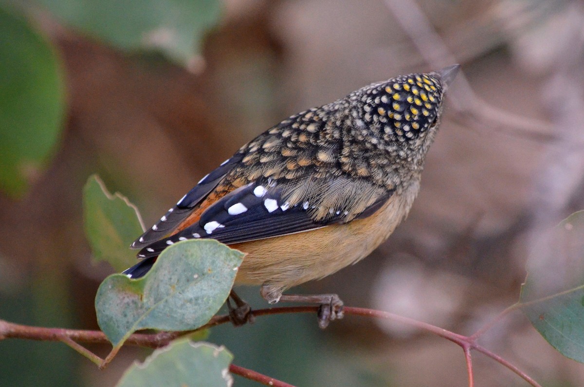 Pardalote pointillé - ML257299151