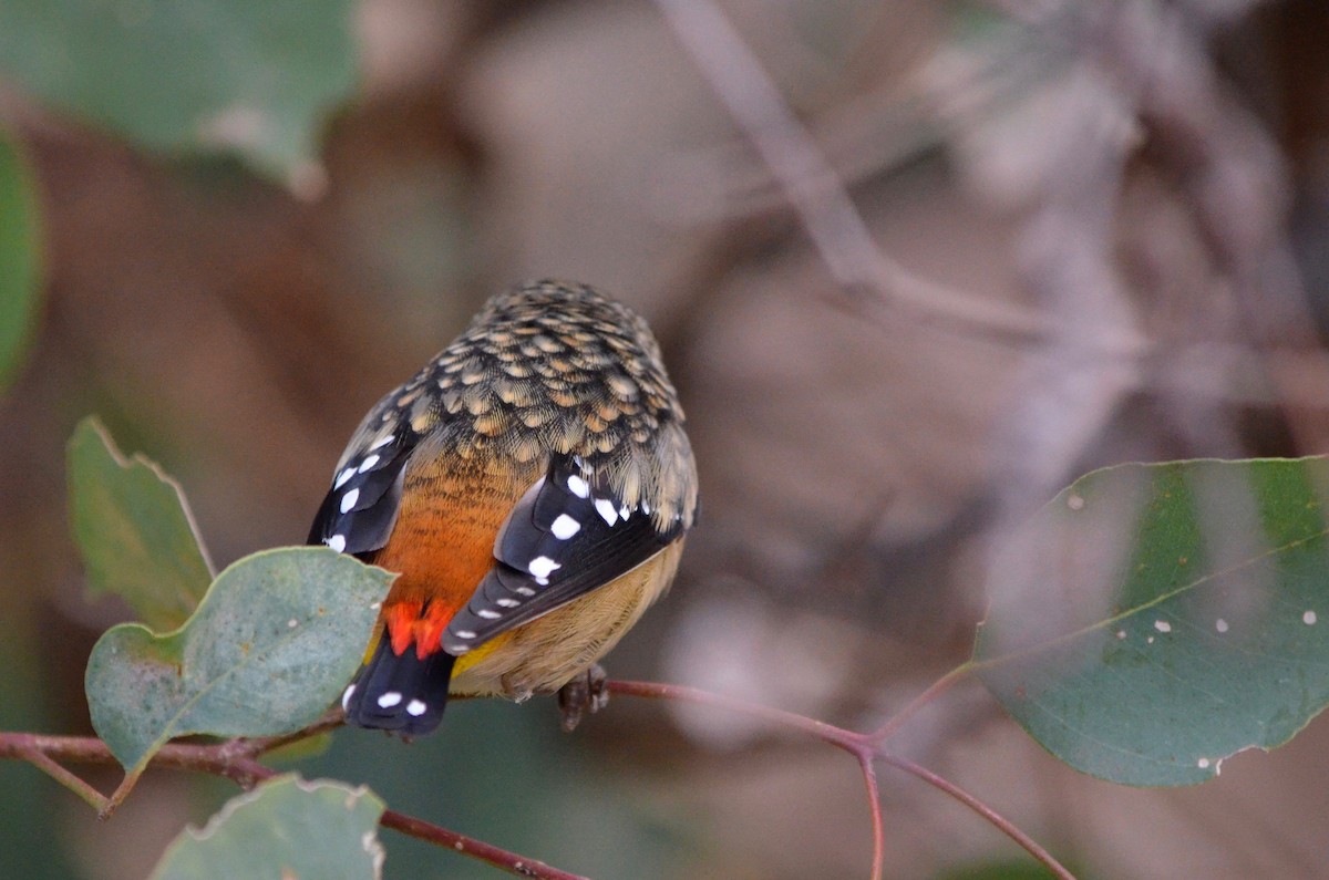 Spotted Pardalote - ML257299201