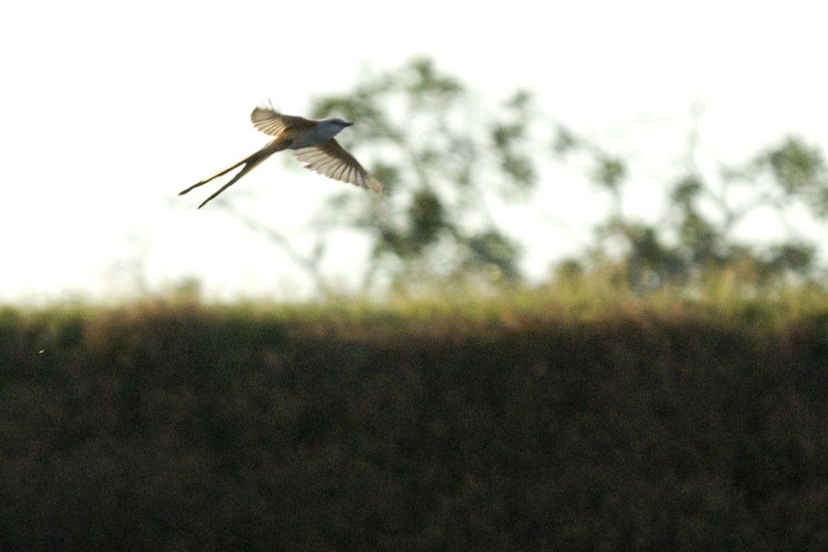 Scissor-tailed Flycatcher - ML25730061