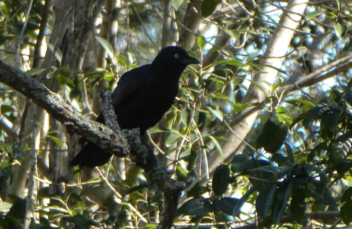 Corbeau de Torres - ML257300711