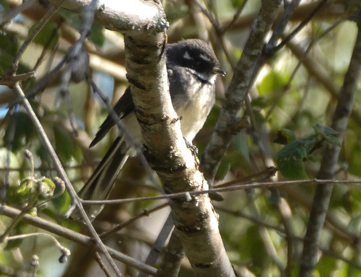 Gray Fantail - Paul Dobbie